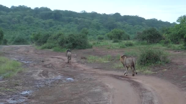 Deux Lions Mâles Sur Chemin Terre Moremi Game Reserve Botswana — Video