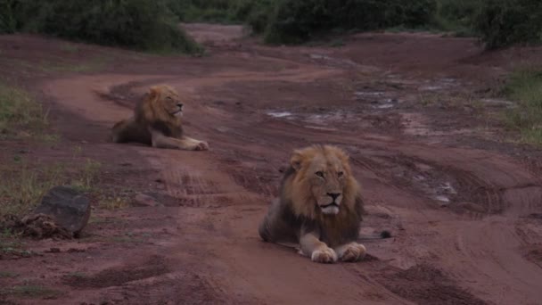 Dos Leones Machos Tendidos Camino Tierra Reserva Caza Moremi Botswana — Vídeos de Stock