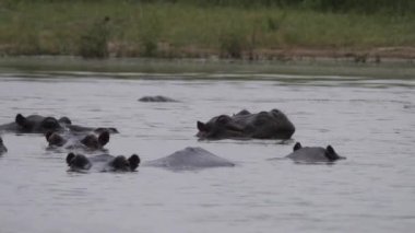 Botsvana 'daki Moremi oyun parkında bir gölde su aygırı şişliği.
