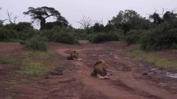 Dos Leones Machos Tendidos Camino Tierra Reserva Caza Moremi Botswana — Vídeos de Stock