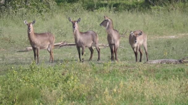 Moremi Oyun Parkında Dişi Waterbuck Sürüsü Botswana — Stok video