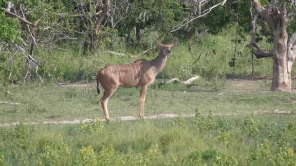 Mulher Kudu Olhando Redor Moremi Game Reserve Botsuana — Vídeo de Stock