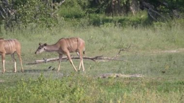 Moremi Oyun Rezervi, Botswana 'da daha büyük bir dişi timsahtan uzaklaşıyor.