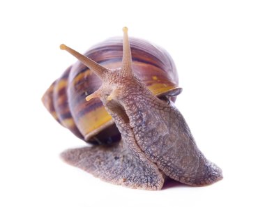 Beyaz arkaplanda izole edilmiş salyangoz