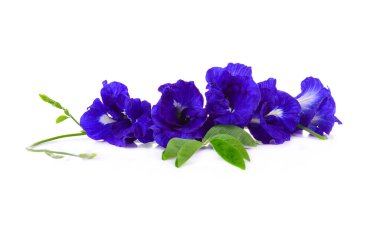 Beyaz arkaplanda Asya güvercinkanatları