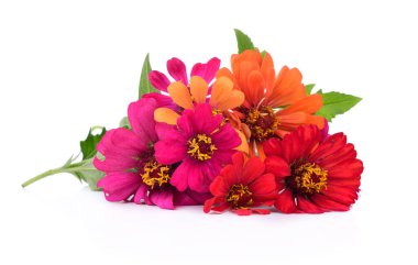 Beyaz arkaplanda izole edilmiş kozmos renkleri