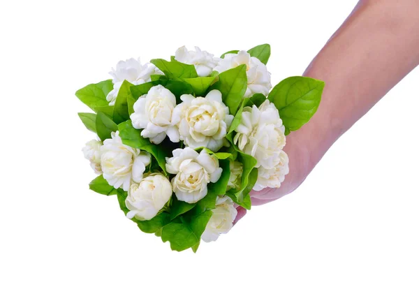 Hold Jasmine Flower Leaves — Stock Photo, Image