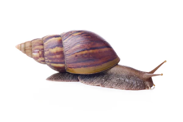 Snail Isolated White — Stock Photo, Image