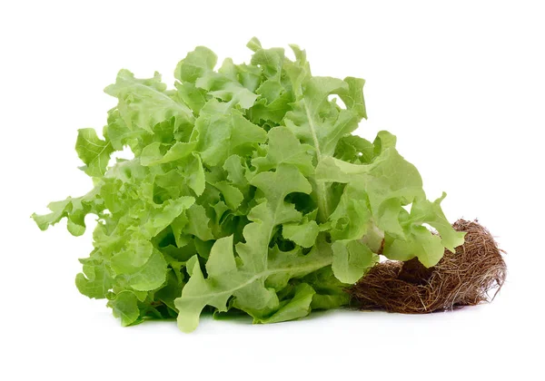 Zöld Saláta Elszigetelt Fehér Background — Stock Fotó