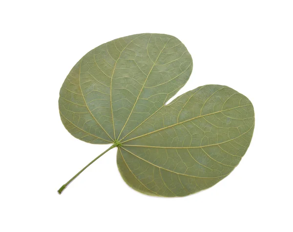 Bauhinia Aureifolia, beyaz arka planda kuru yaprak.