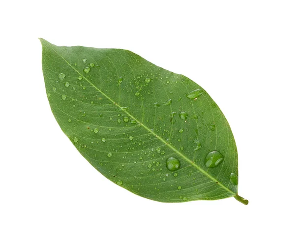 Green Leaf Isolated White Background — Stock Photo, Image