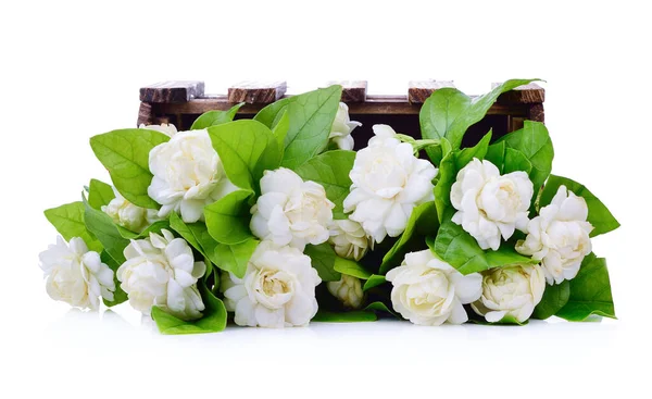 Jasmine Flower Fragrance Isolated White Background — Stock Photo, Image