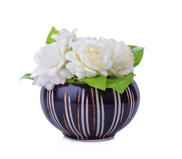 Jasmine flower fragrance isolated on white background