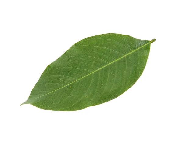 Green Leaf Isolated White Background — Stock Photo, Image