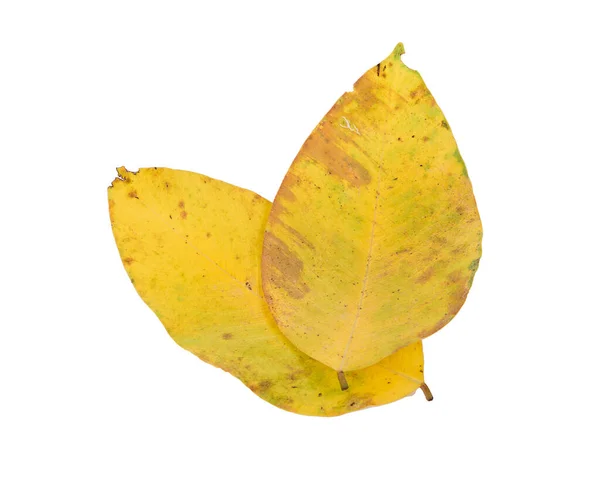Żółty Liść Izolowany Białym Tle — Zdjęcie stockowe