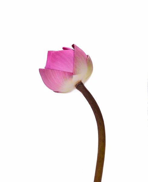 Lotus Fleur Isolée Sur Fond Blanc — Photo