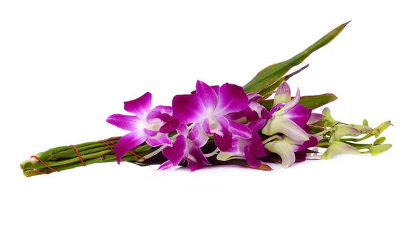 Fleur Orchidée Violette Isolée Sur Fond Blanc — Photo