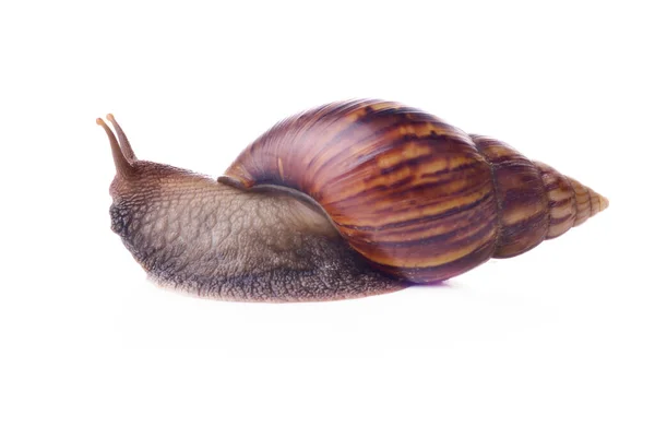 Snail Isolated White — Stock Photo, Image