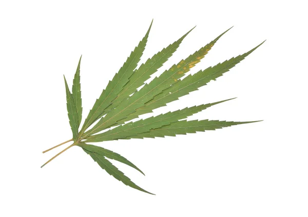 Φύλλα Μαριχουάνας Απομονωμένα Λευκό — Φωτογραφία Αρχείου