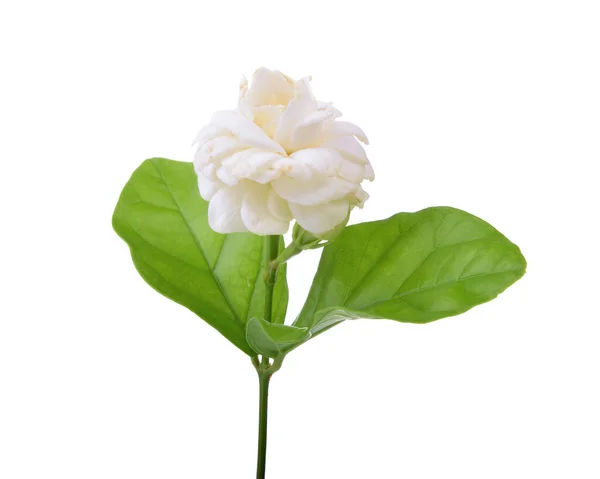 Jasmine Flower Fragrance Isolated Background — Stock Photo, Image