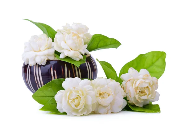 Jasmine flower fragrance isolated on white background.