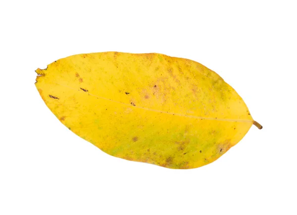 Yellow Leaf Isolated White Background — Stock Photo, Image