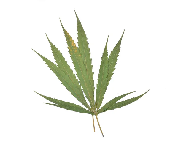 Foglia Marijuana Isolata Bianco — Foto Stock