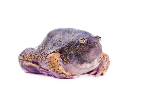 牛蛙的种类 可能是Rana Catesbeiana 免版税图库图片