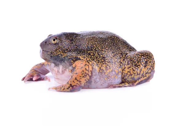牛蛙的种类 可能是Rana Catesbeiana 图库图片
