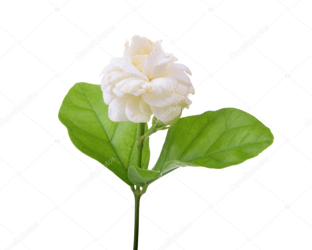 Jasmine flower fragrance isolated on with background.