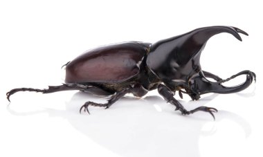 Beyaz arkaplanda izole edilmiş böcek