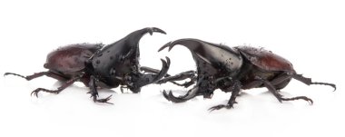 Beyaz arkaplanda izole edilmiş böcek