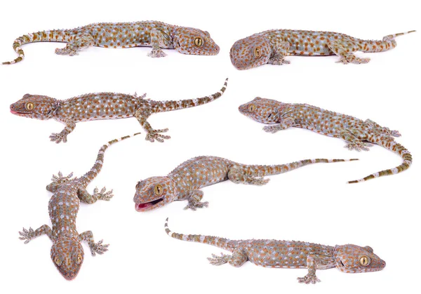 Set Gecko Auf Weißem Hintergrund — Stockfoto