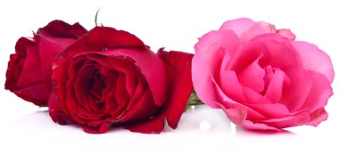 Beyaz arka planda izole edilmiş, doğadan taze taze kırmızı güller..