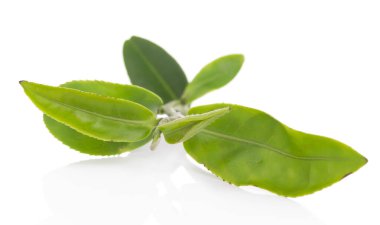 Beyaz arkaplanda yeşil çay yaprağı izole