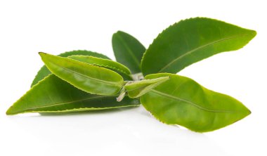 Beyaz arkaplanda yeşil çay yaprağı izole