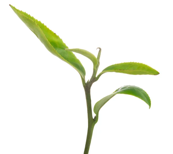 Green Tea Leaf Isolated White Background — Stock Photo, Image