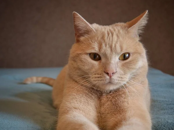 Il gatto orsacchiotto domestico adulto di colore rosso si trova su un copriletto blu — Foto Stock