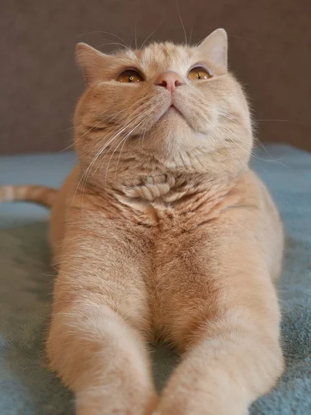 El gato peluche doméstico adulto de color rojo se encuentra en una colcha azul —  Fotos de Stock