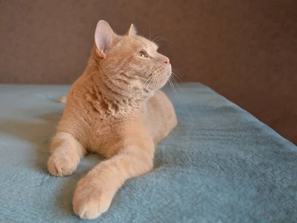 O gato de pelúcia doméstico adulto da cor vermelha está em uma colcha azul — Fotografia de Stock