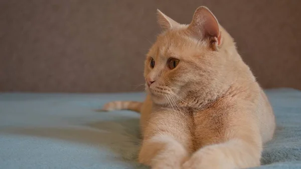 Взрослый домашний плюшевый кот красного цвета лежит на синем покрывале — стоковое фото