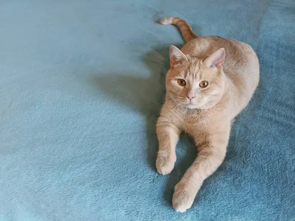 붉은 색의 성숙 한 가정용 장난감 고양이가 파란색 침대보 위에 놓여 있다 — 스톡 사진