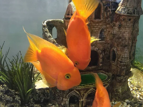 Grand poisson orange vif dans un aquarium. Contexte naturel . — Photo