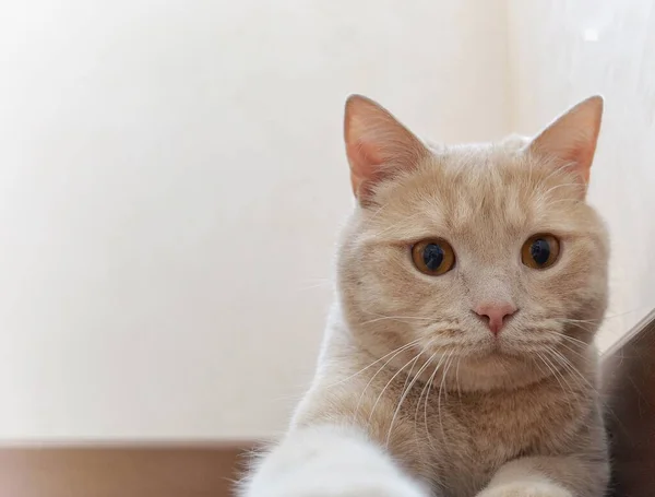 Eine Katze, die in die Kamera schaut — Stockfoto