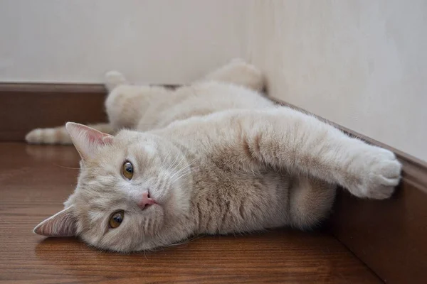 Um gato de cor de pêssego com olhos âmbar jaz no chão — Fotografia de Stock