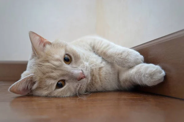 Un gato de color melocotón con ojos ámbar yace en el suelo — Foto de Stock