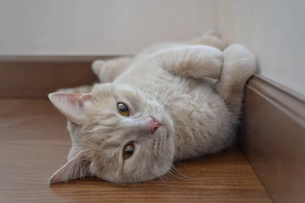 Eine pfirsichfarbene Katze mit bernsteinfarbenen Augen liegt auf dem Boden — Stockfoto