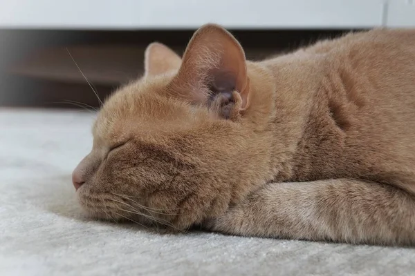 Eine pfirsichfarbene Plüschkatze liegt auf dem Boden — Stockfoto