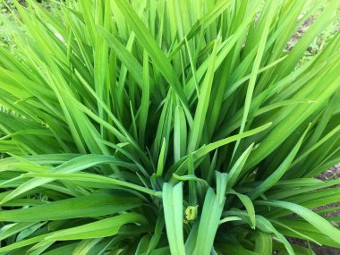 Sulu yeşil çimenlerin üst görüntüsü, yakın plan. Doğal bitkisel geçmiş.