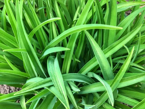 Saftig grünes Gras von oben aus nächster Nähe. Natürlicher pflanzlicher Hintergrund. — Stockfoto